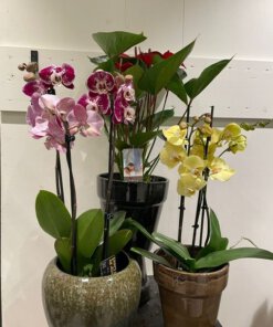 Bloeiende kamerplant